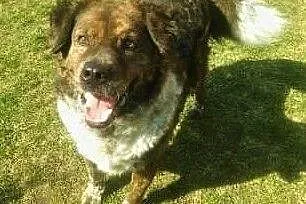 STEFCIO  - duży, kochany psiak do adopcji z domu tymczasowego,  wielkopolskie Poznań, Wielkopolskie, Poznań