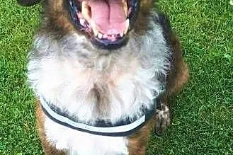 STEFCIO  - duży, kochany psiak do adopcji z domu tymczasowego,  wielkopolskie Poznań, Wielkopolskie, Poznań