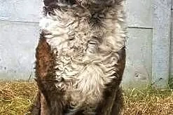 STEFCIO  - duży, kochany psiak do adopcji z domu tymczasowego,  wielkopolskie Poznań, Wielkopolskie, Poznań