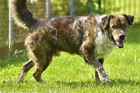STEFCIO  - duży, kochany psiak do adopcji z domu tymczasowego,  wielkopolskie Poznań, Wielkopolskie, Poznań