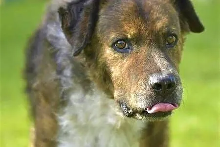 STEFCIO  - duży, kochany psiak do adopcji z domu tymczasowego,  wielkopolskie Poznań, Wielkopolskie, Poznań