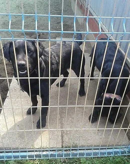 Dwa czarne labradory do adopcji!, Kundelki cała P