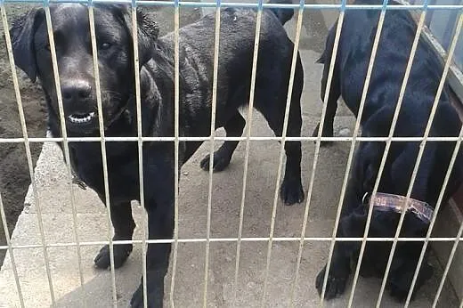 Dwa czarne labradory do adopcji!,  Kundelki cała P