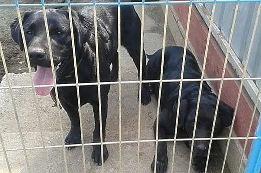 Dwa czarne labradory do adopcji!,  Kundelki cała P