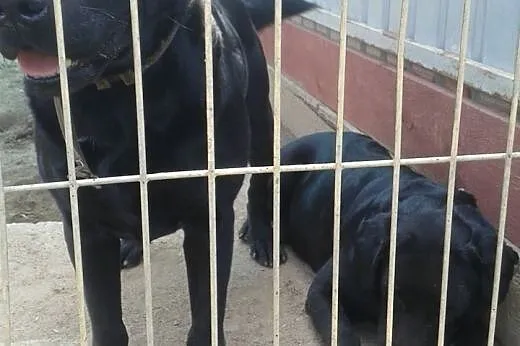 Dwa czarne labradory do adopcji!,  Kundelki cała P