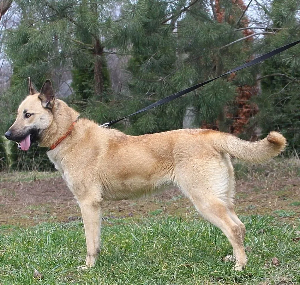 Luna do adopcji- do oddania w najlepsze rece, Dynów,