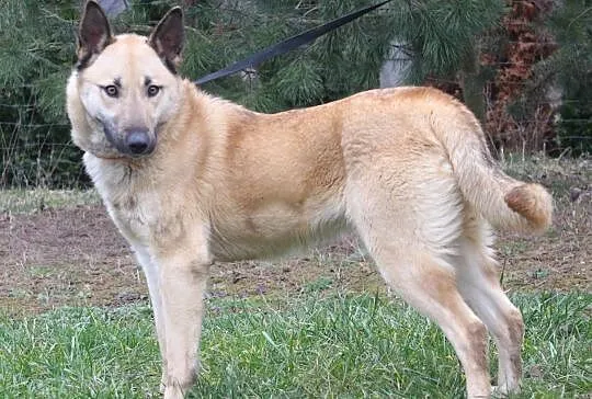 Luna do adopcji- do oddania w najlepsze rece, Dynów, 