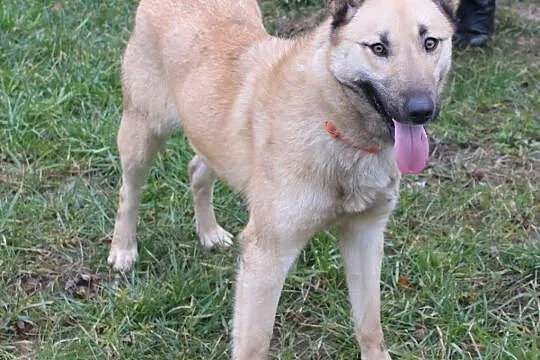 Luna do adopcji- do oddania w najlepsze rece, Dynów, 