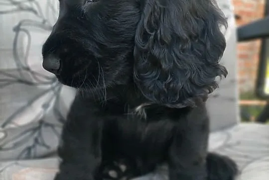 Cocker spaniel angielski, Łódzkie, Zelów