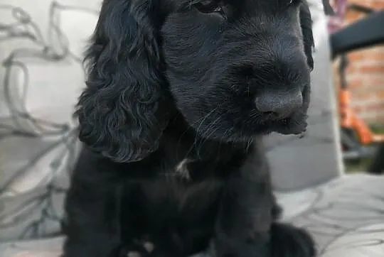Cocker spaniel angielski, Łódzkie, Zelów