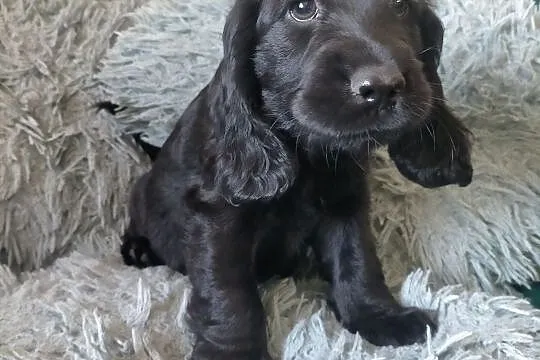 Cocker spaniel angielski, Łódzkie, Zelów