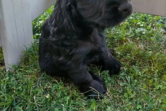 Cocker spaniel angielski, Łódzkie, Zelów