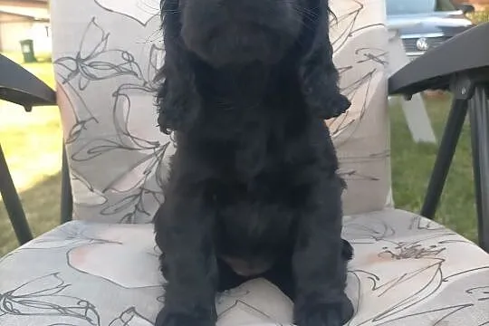 Cocker spaniel angielski, Łódzkie, Zelów