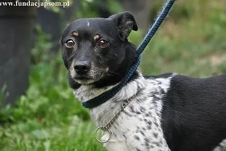 Piko- milutki psiaczek,  mazowieckie Nowy Dwór Maz