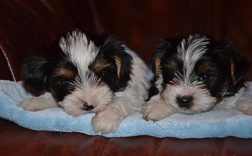 Yorkshire terrier biewer