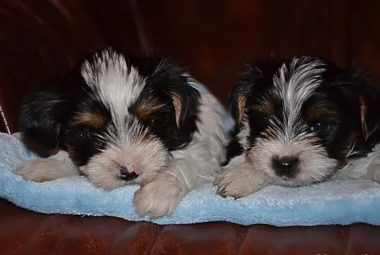Yorkshire terrier biewer