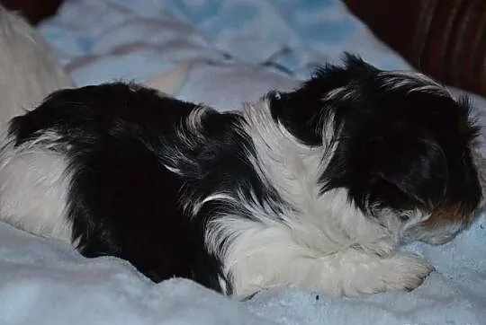 Yorkshire terrier biewer