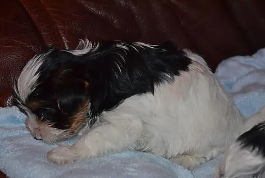 Yorkshire terrier biewer