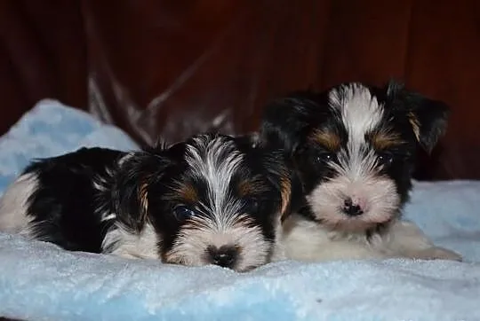 Yorkshire terrier biewer