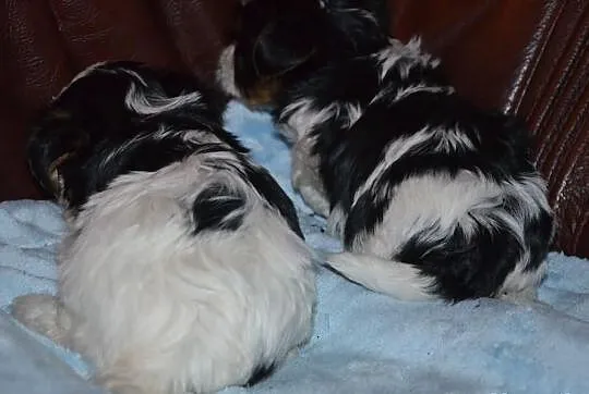 Yorkshire terrier biewer