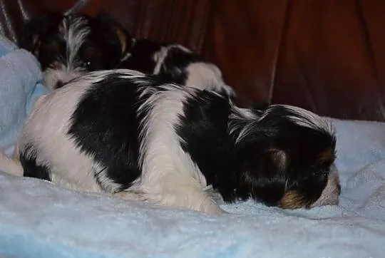 Yorkshire terrier biewer