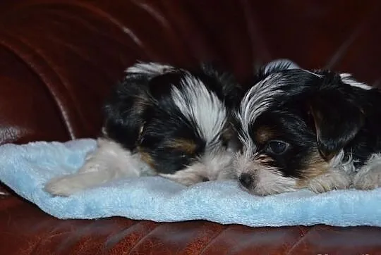 Yorkshire terrier biewer