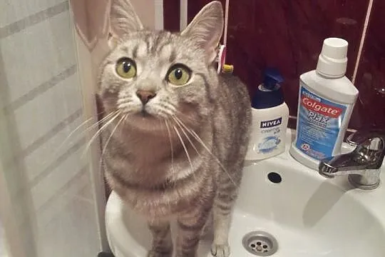 Dwuletni kocurek szuka domu