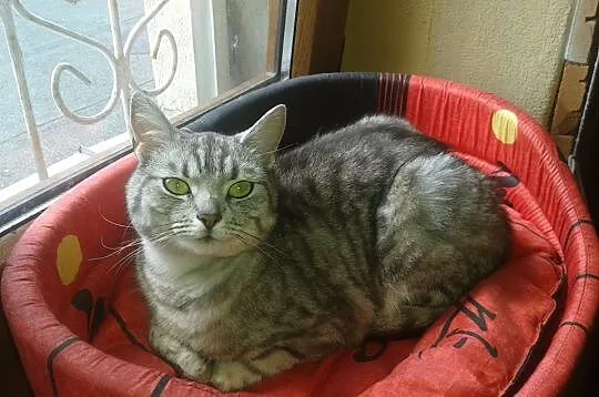 Dwuletni kocurek szuka domu