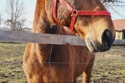 Wałach do towarzystwa/oprowadzanek/ZAMIANA