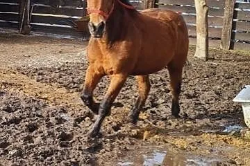 Wałach do towarzystwa/oprowadzanek/ZAMIANA