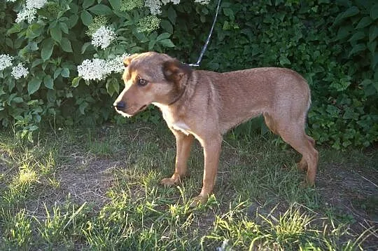 Mela - przyjazny, grzeczny psi dzieciak szuka domu