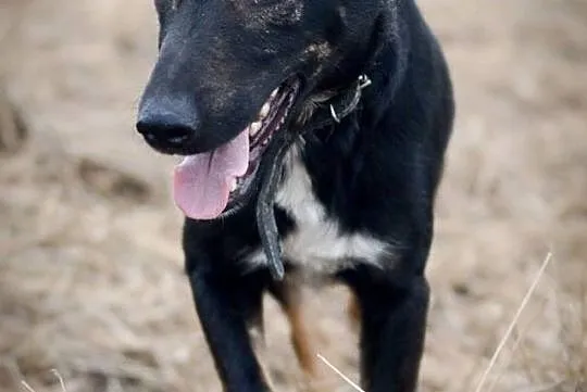 Tobiś, psi aniołek, młodziutki psiak do adopcji!
