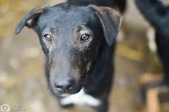 Tobiś, psi aniołek, młodziutki psiak do adopcji!