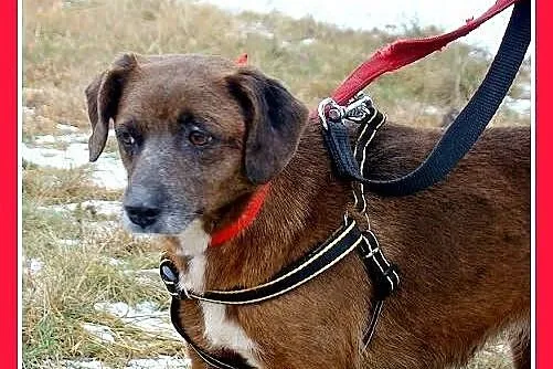 MAŁPKA średnia czekoladowa sunia, przyjazna, nieśm