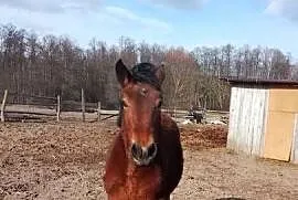 Sprzedam zrebice zimnokwista
