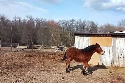Sprzedam zrebice zimnokwista, Mazowieckie, Gąbin