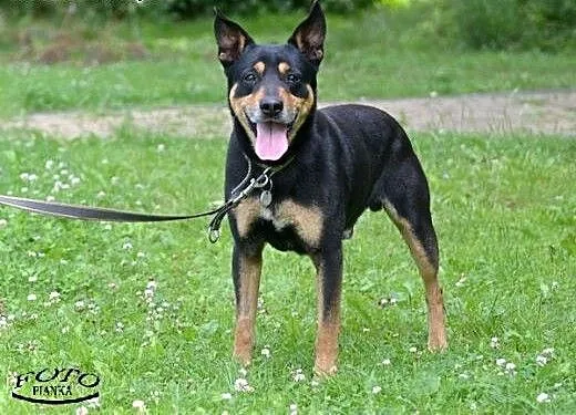 Amigo - wesoły psiak szuka domu. , śląskie Ruda Ś