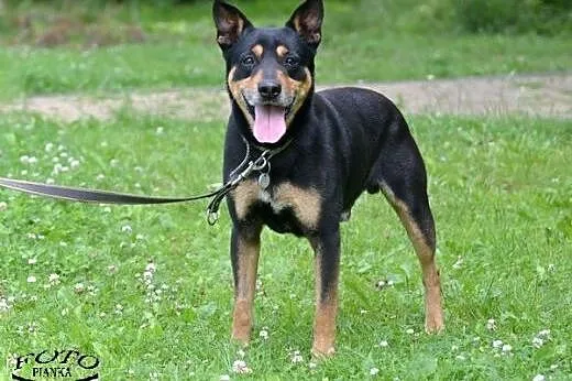 Amigo - wesoły psiak szuka domu. ,  śląskie Ruda Ś