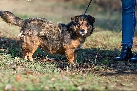 Nuka, mały pies z wielkim sercem do pokochania!,  