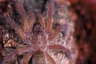 Harpactira pulchripes L4 piękny pająk