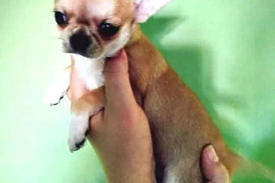 Suczka chihuahua gotowa na zmianę domu