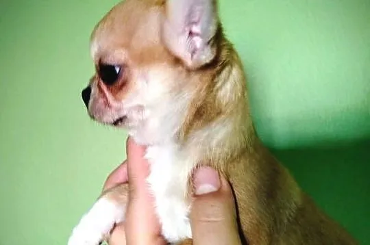 Suczka chihuahua gotowa na zmianę domu, Wielkopolskie, Konin