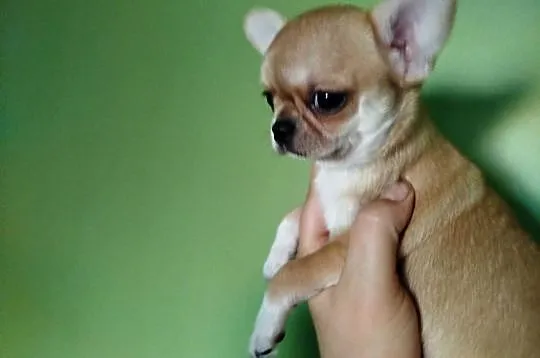 Suczka chihuahua gotowa na zmianę domu, Wielkopolskie, Konin