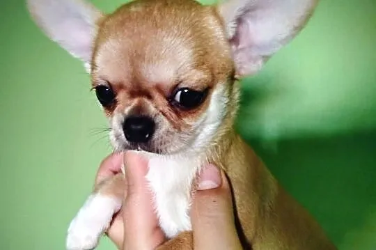 Suczka chihuahua gotowa na zmianę domu, Wielkopolskie, Konin