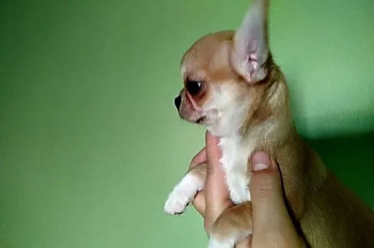 Suczka chihuahua gotowa na zmianę domu, Wielkopolskie, Konin