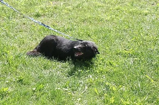 Fido - chcę pokochać jeszcze raz___