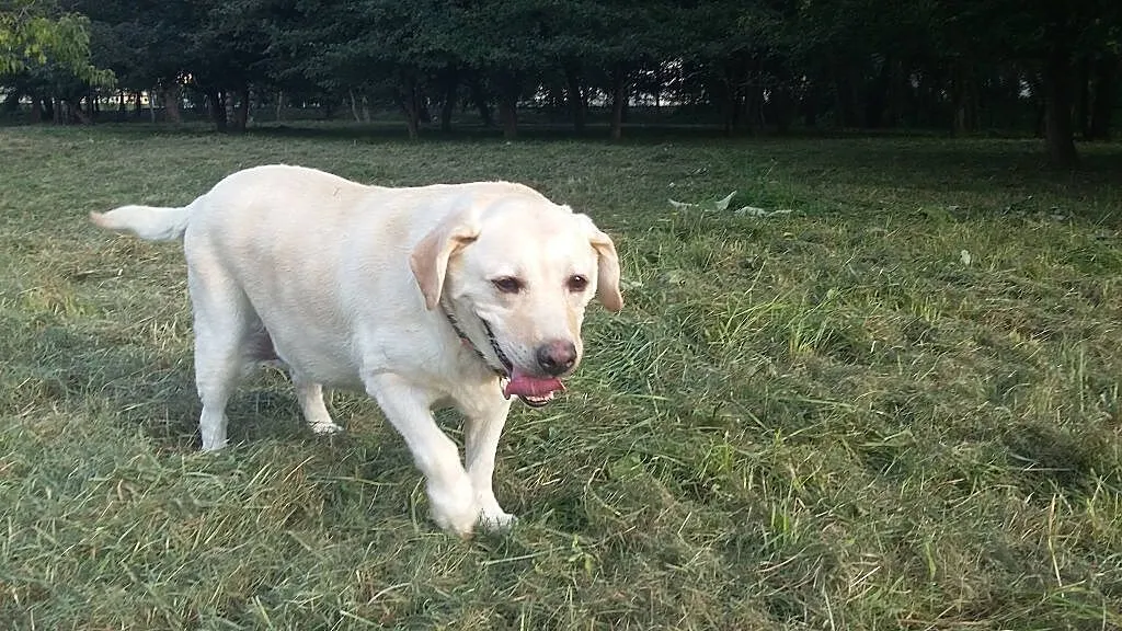 Sonia, kochana biszkoptowa labradorka szuka domu_