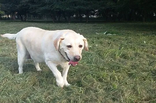Sonia, kochana biszkoptowa labradorka szuka domu_