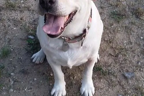 Sonia, kochana biszkoptowa labradorka szuka domu_