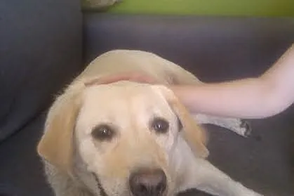 Sonia, kochana biszkoptowa labradorka szuka domu_